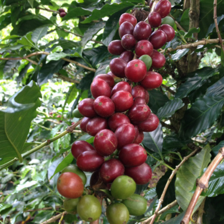 Colombia Las Palmas - Efren Echeverri