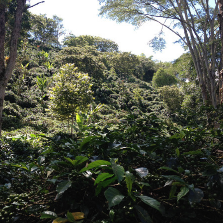 Colombia Las Palmas - Efren Echeverri